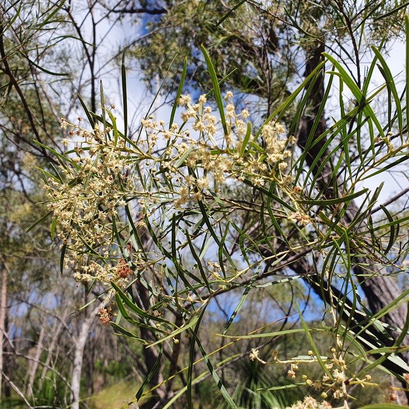 Acacia pubicosta
