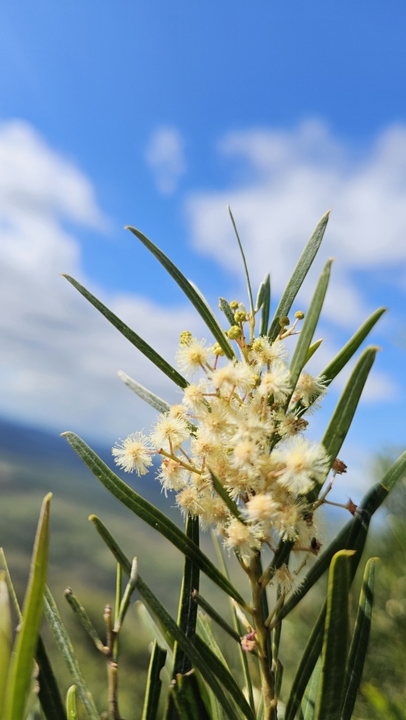 Acacia pubicosta photo 2