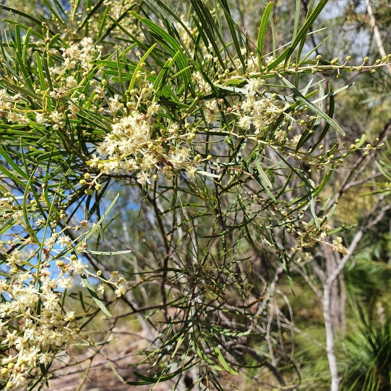 Acacia pubicosta photo 3