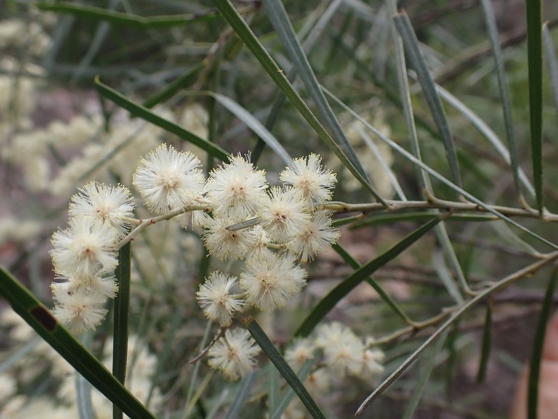 Acacia pubicosta photo 4