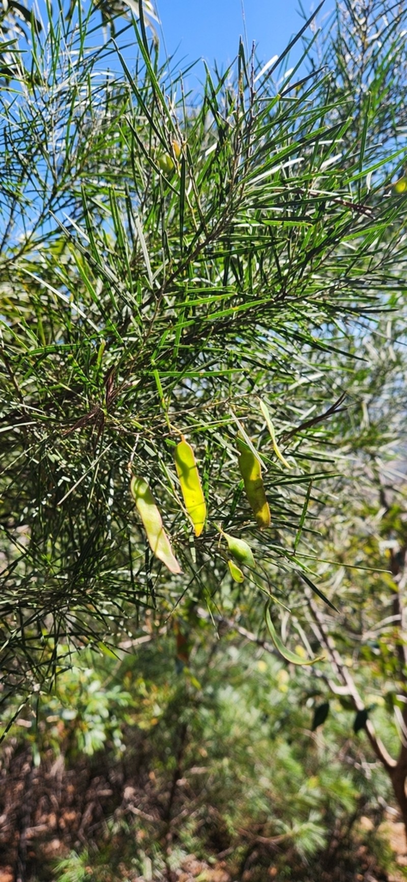 Acacia pubicosta photo 5