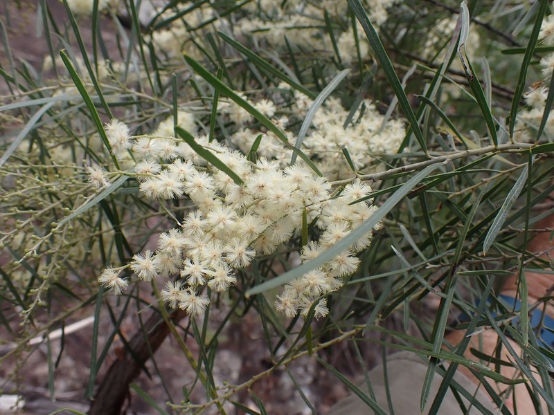 Acacia pubicosta photo 7