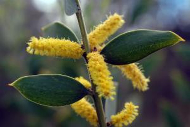 Acacia pubifolia