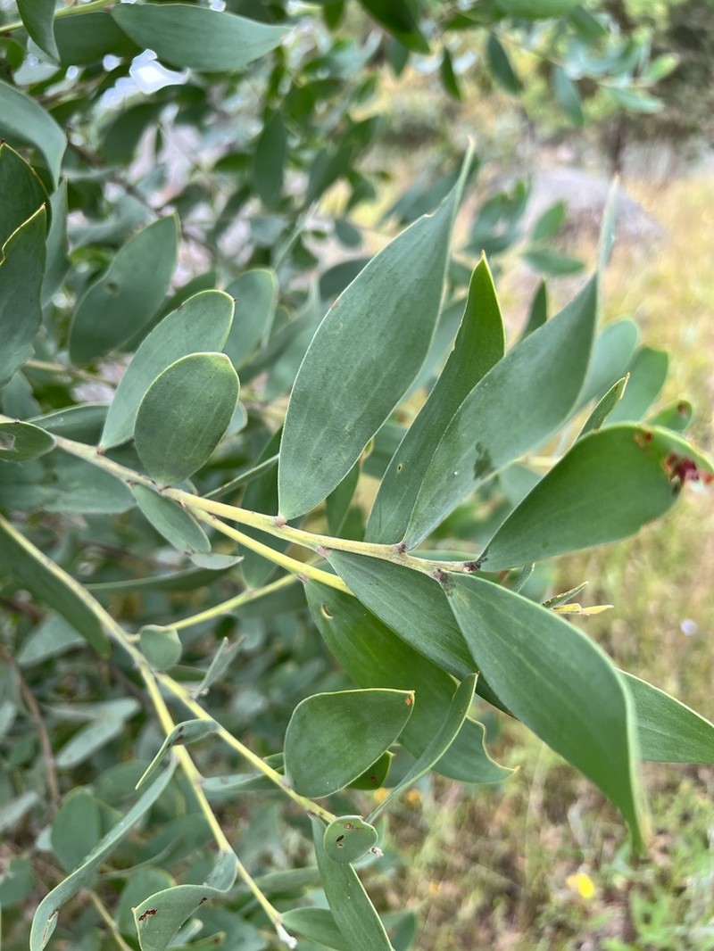 Acacia pubifolia photo 2