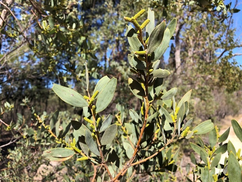 Acacia pubifolia photo 3