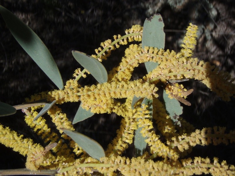 Acacia pubifolia photo 4