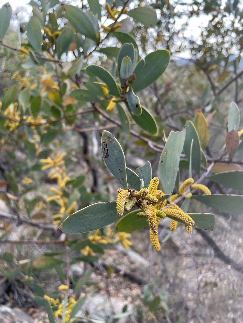 Acacia pubifolia photo 5