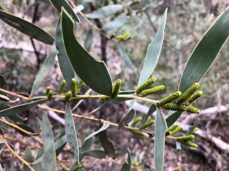 Acacia pubifolia photo 6