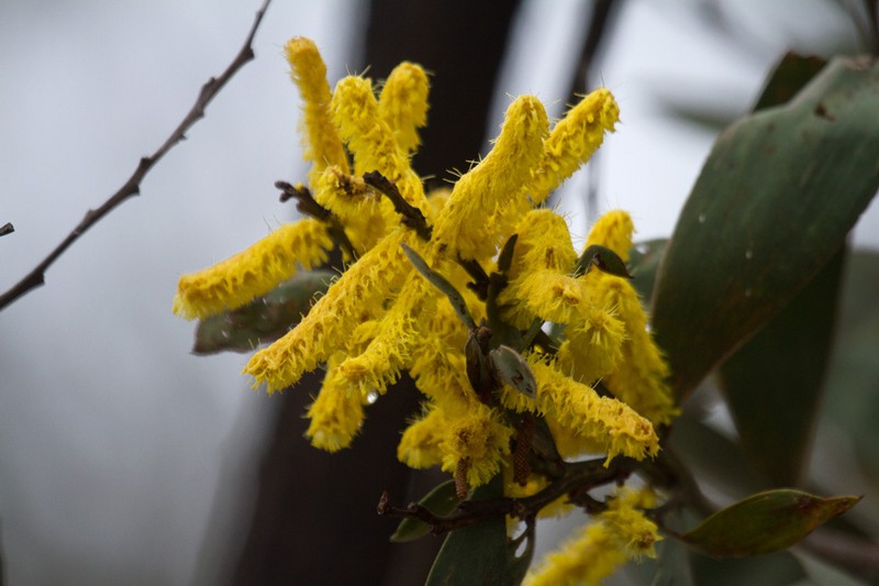 Acacia pubifolia photo 7
