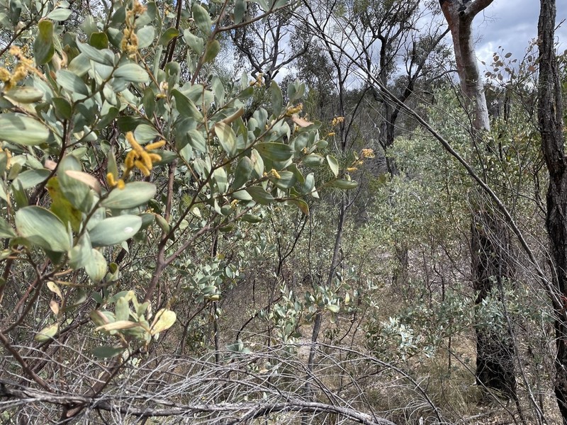 Acacia pubifolia photo 8