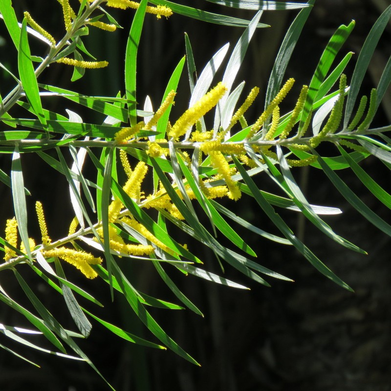 Acacia pubirhachis