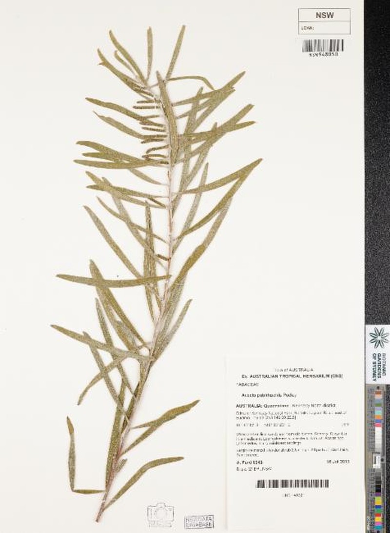 Acacia pubirhachis photo 2