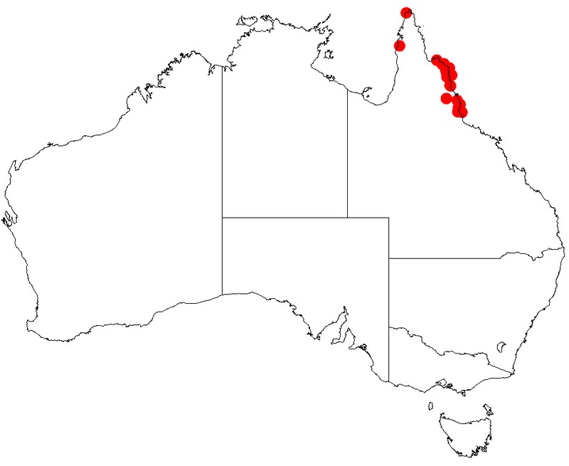 Acacia pubirhachis