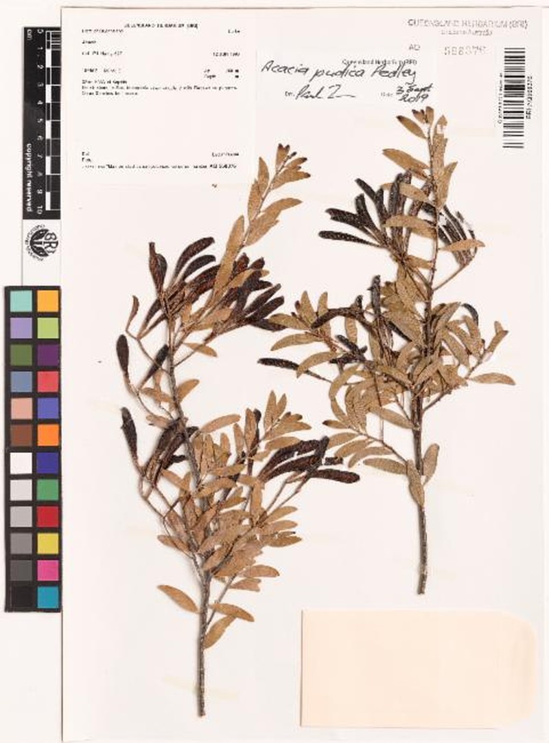 Acacia pudica