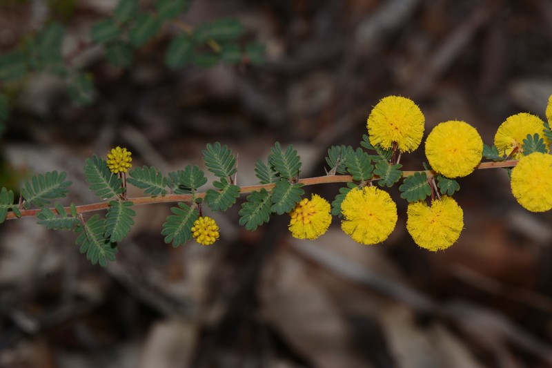 Acacia pulchella photo 4