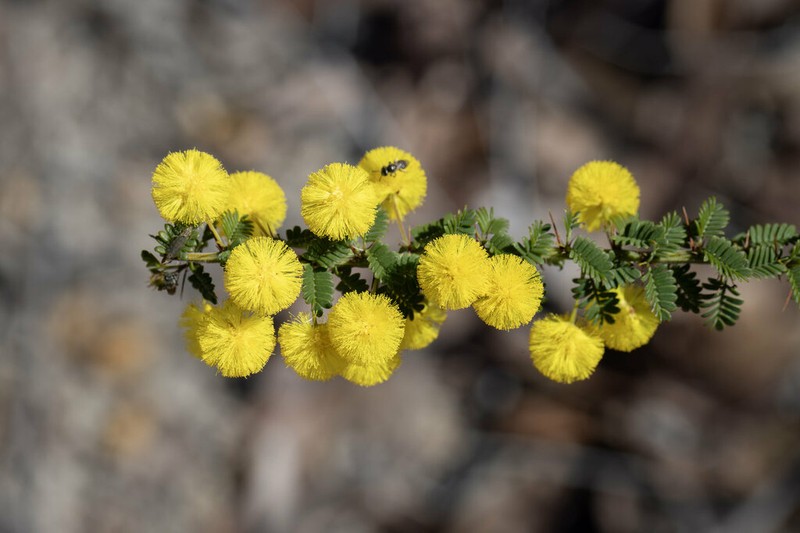 Acacia pulchella photo 5