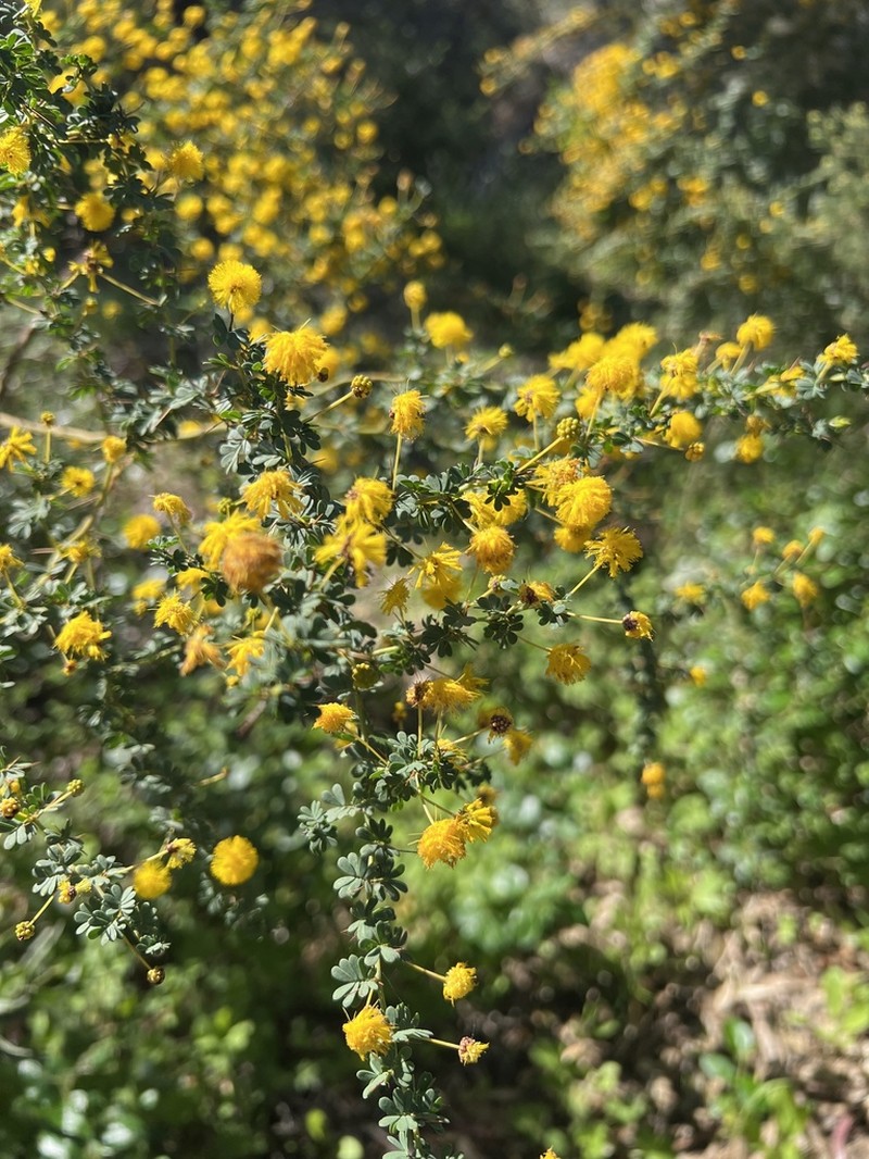 Acacia pulchella photo 6