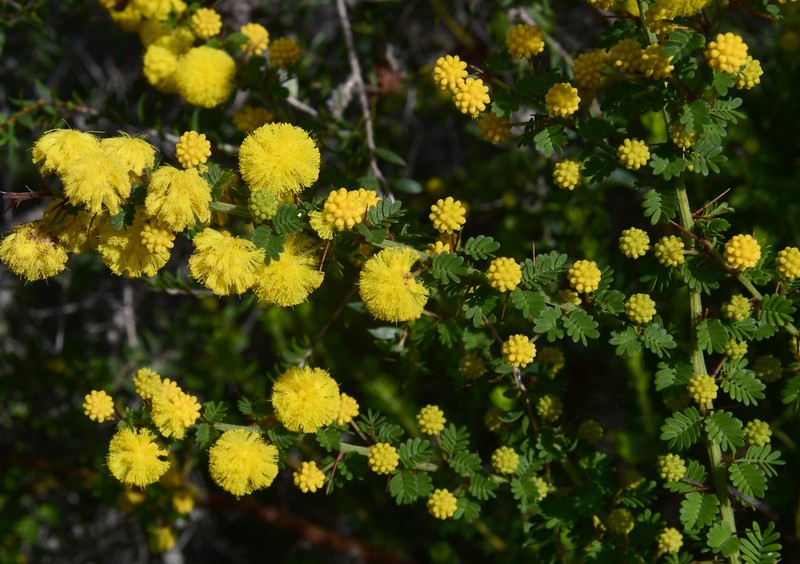 Acacia pulchella photo 7