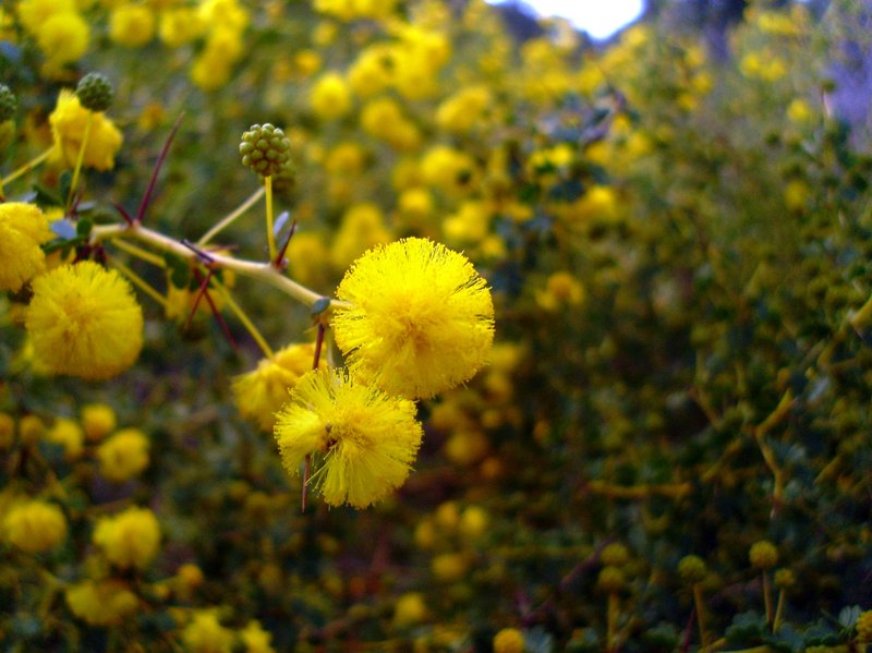 Acacia pulchella photo 2