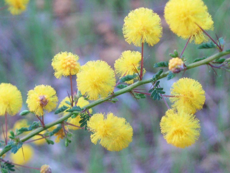 Acacia pulchella