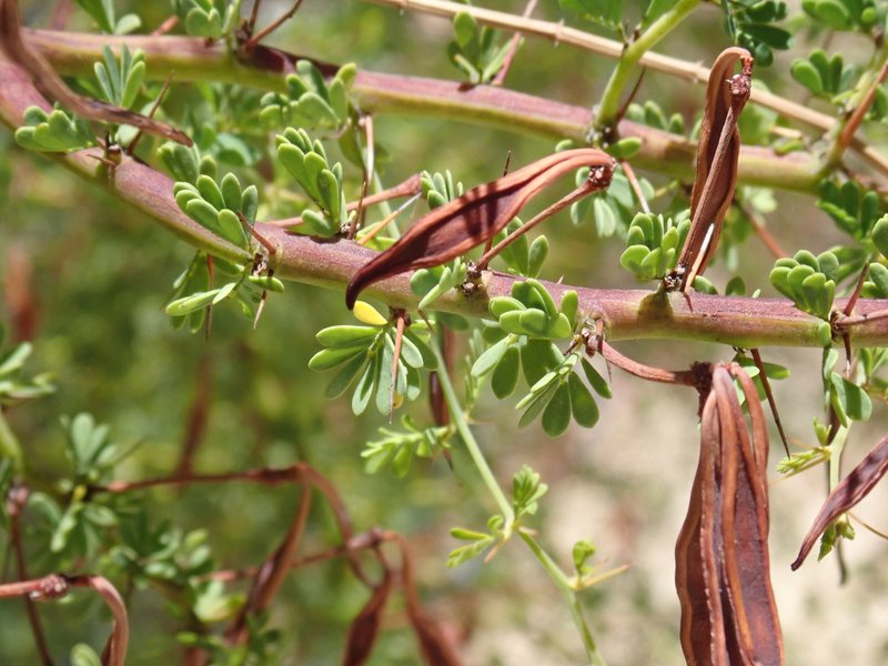 Acacia pulchella photo 3