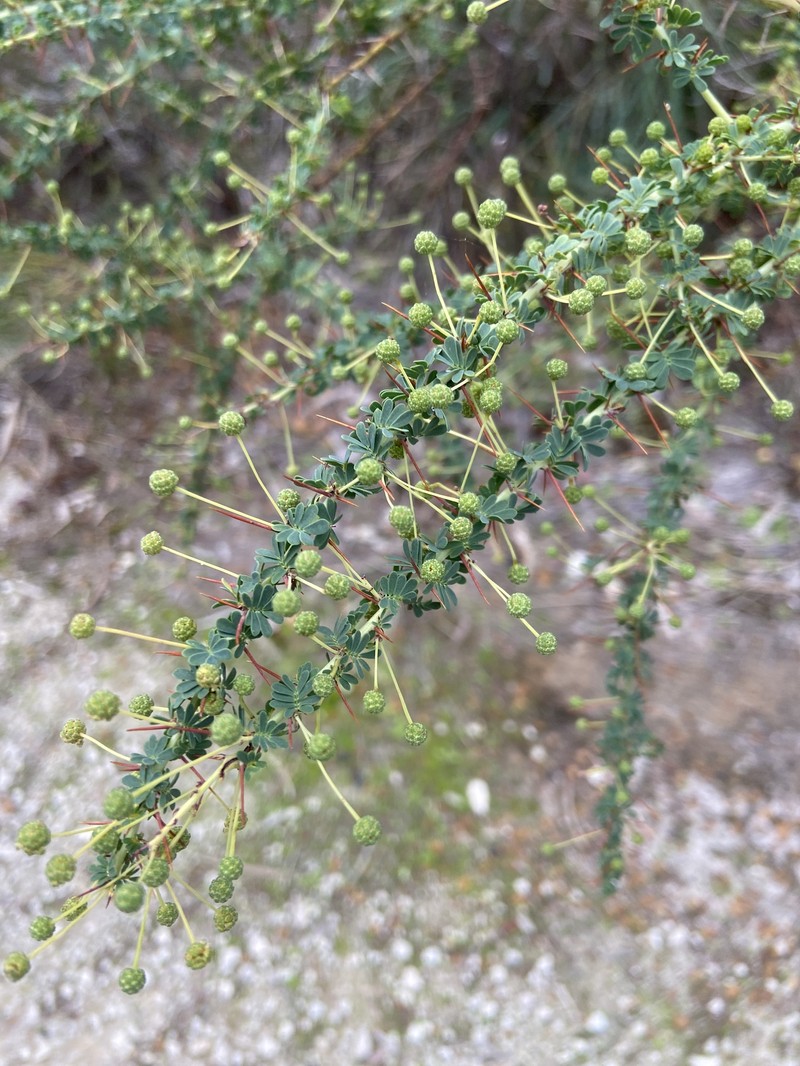 Acacia pulchella var. glaberrima