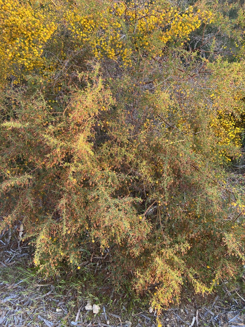 Acacia pulchella var. glaberrima photo 2