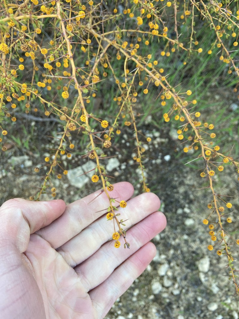 Acacia pulchella var. glaberrima photo 3