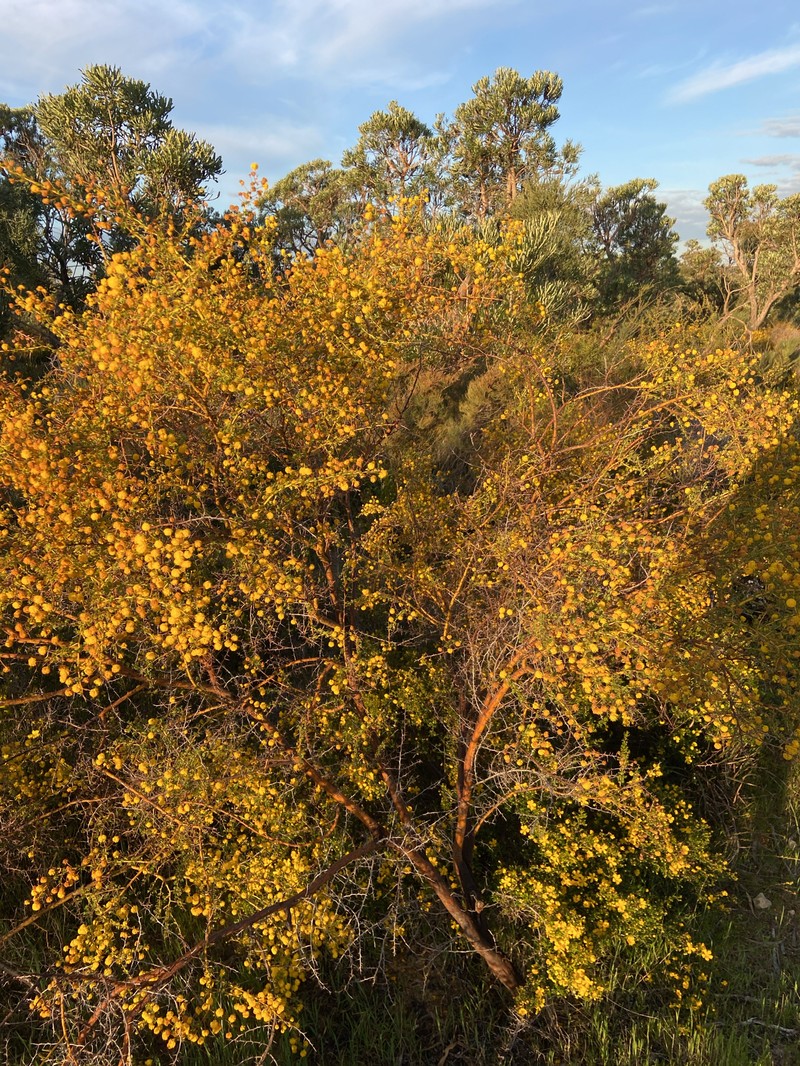 Acacia pulchella var. glaberrima photo 4