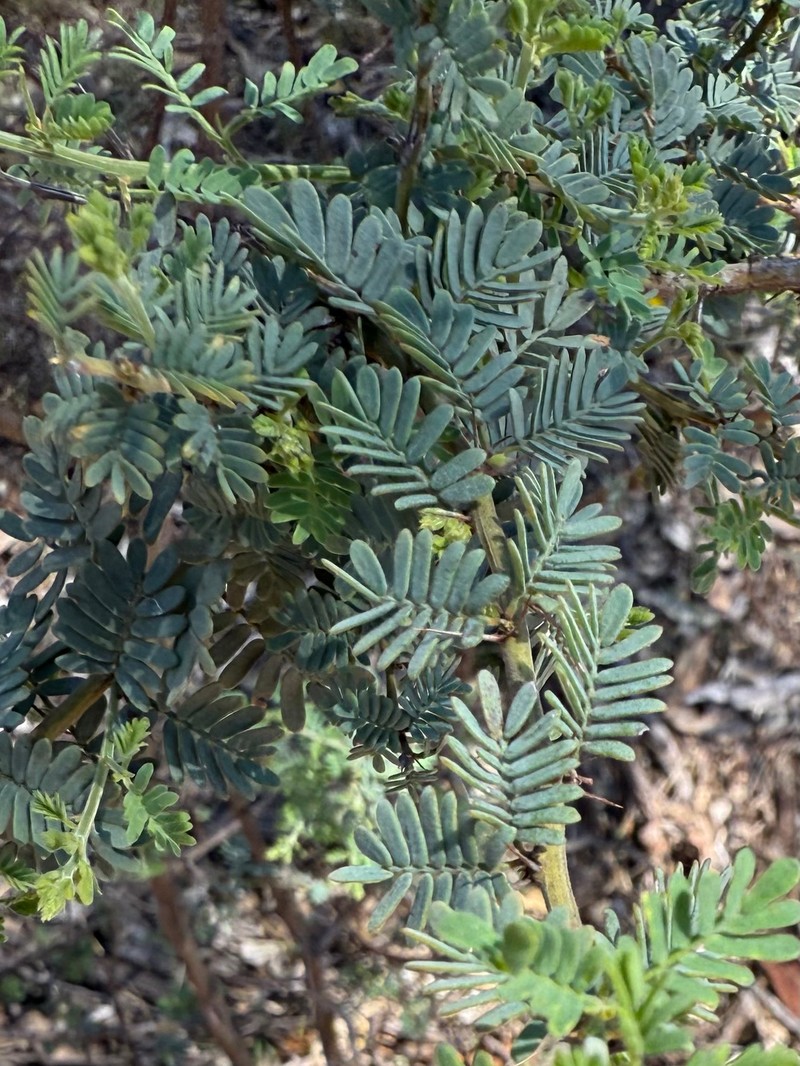 Acacia pulchella var. glaberrima photo 5