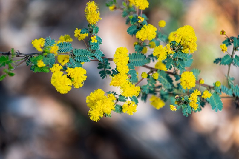 Acacia pulchella var. glaberrima photo 6