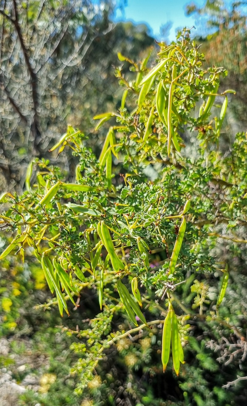 Acacia pulchella var. glaberrima photo 7