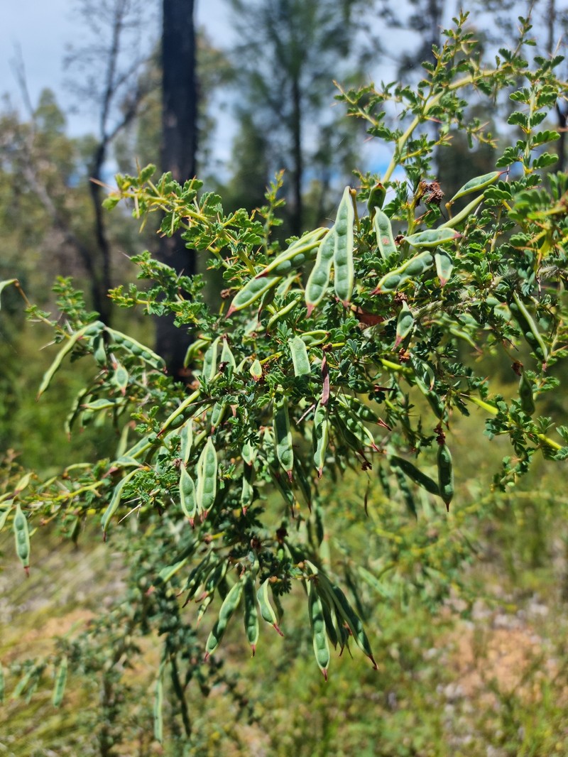Acacia pulchella var. glaberrima photo 8