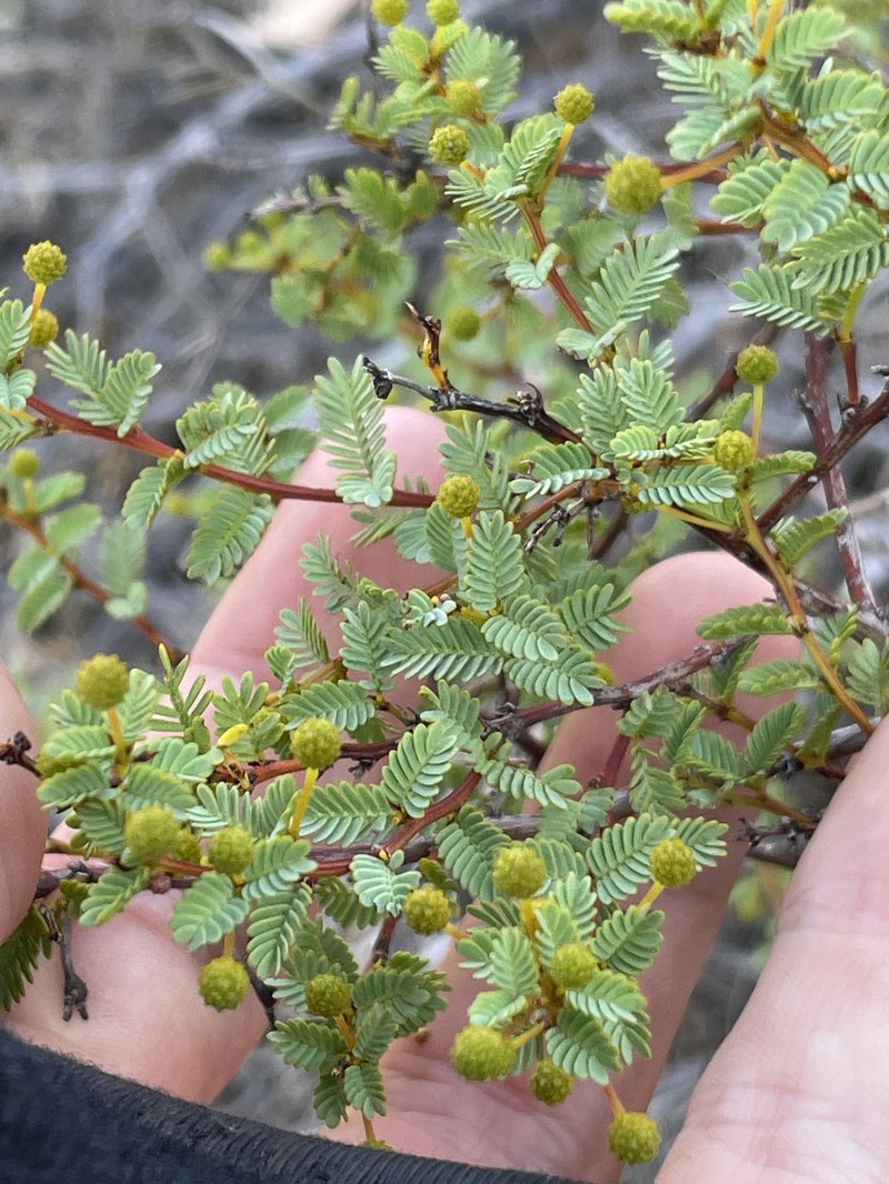Acacia pulchella var. goadbyi