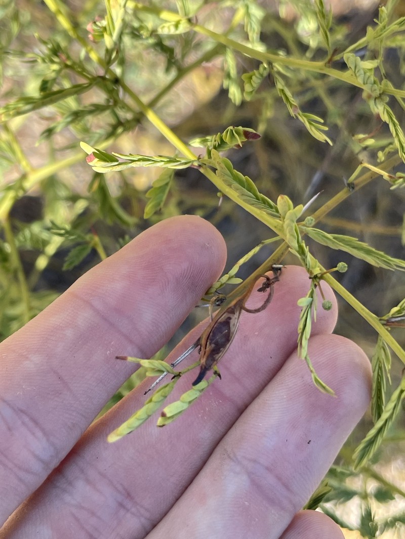 Acacia pulchella var. goadbyi photo 2