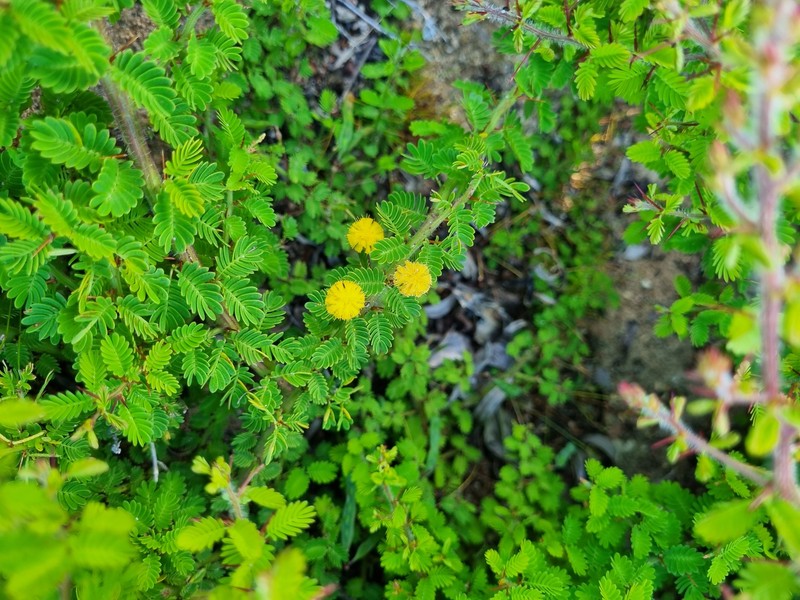 Acacia pulchella var. goadbyi photo 3