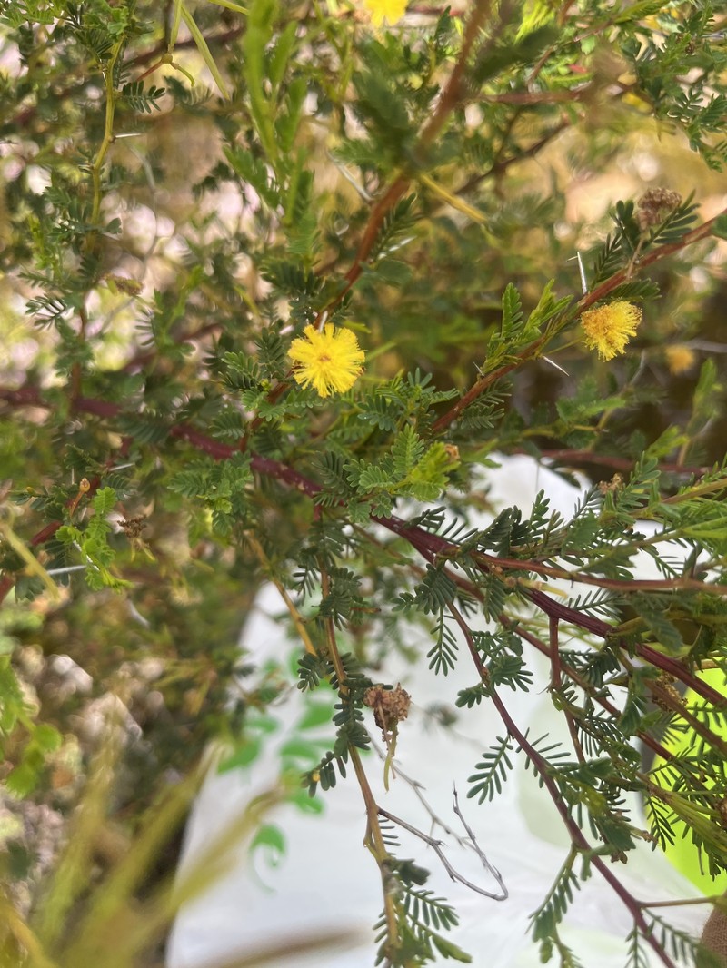 Acacia pulchella var. goadbyi photo 4