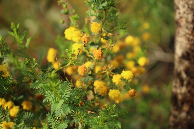 Acacia pulchella var. goadbyi photo 5