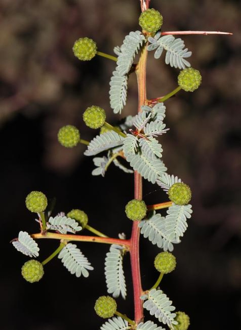 Acacia pulchella var. goadbyi photo 6
