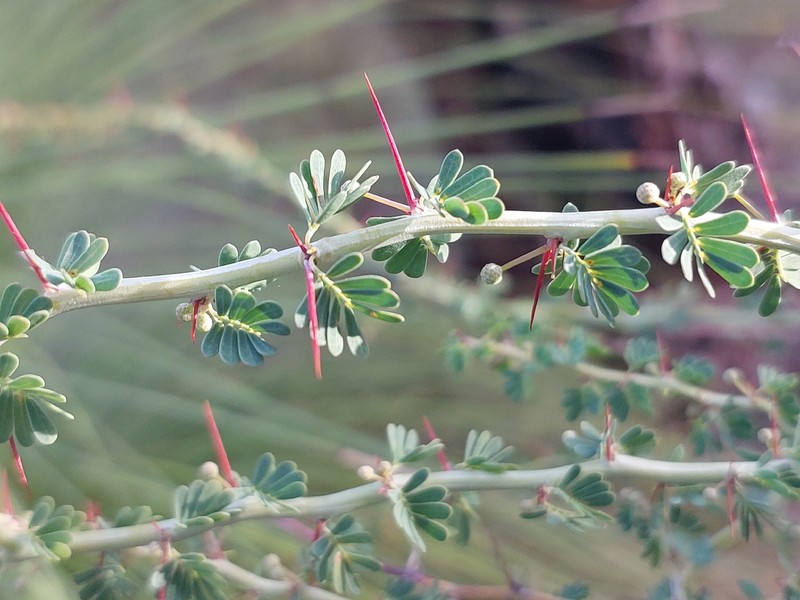 Acacia pulchella var. pulchella