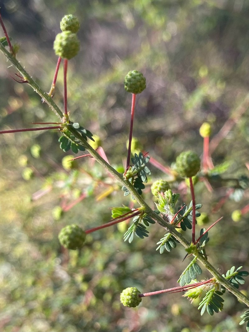 Acacia pulchella var. pulchella photo 2