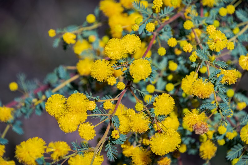 Acacia pulchella var. pulchella photo 3