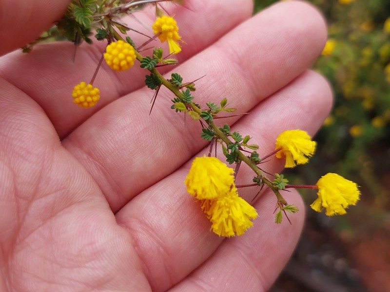 Acacia pulchella var. pulchella photo 4