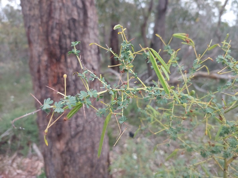 Acacia pulchella var. pulchella photo 6