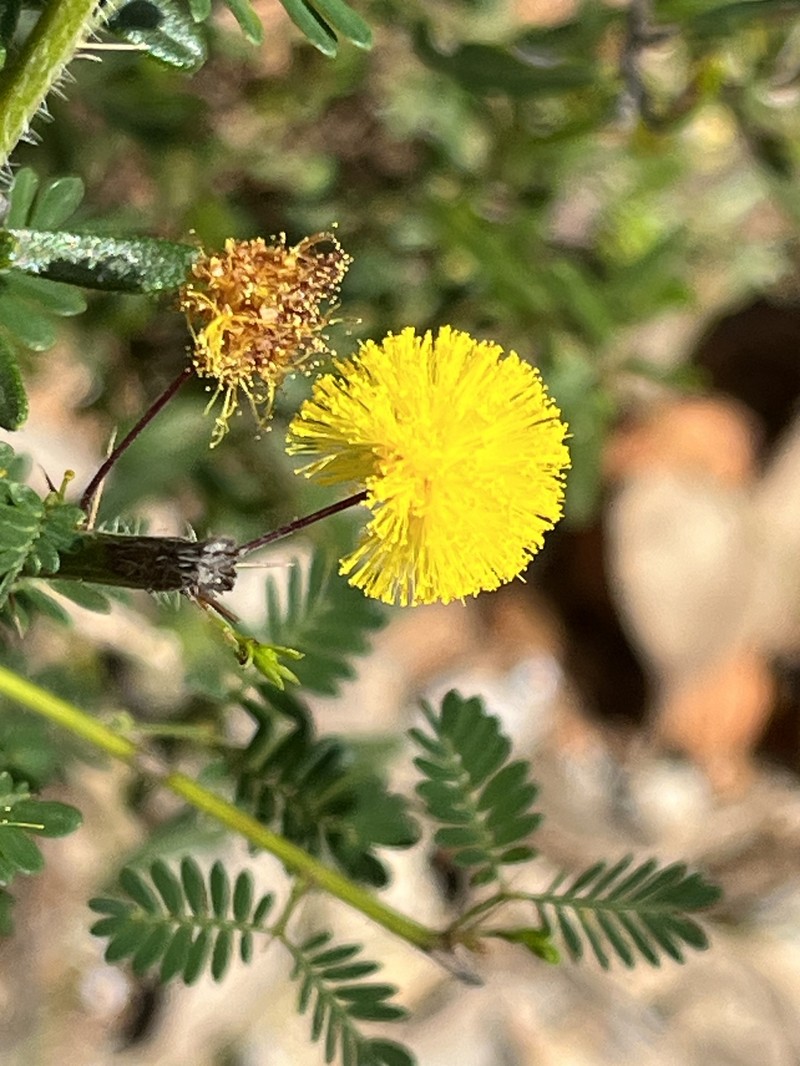 Acacia pulchella var. pulchella photo 7