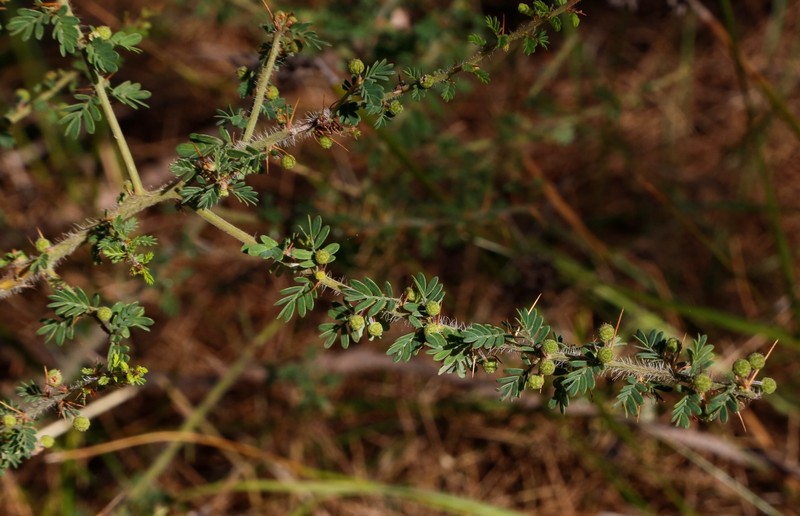 Acacia pulchella var. pulchella photo 8