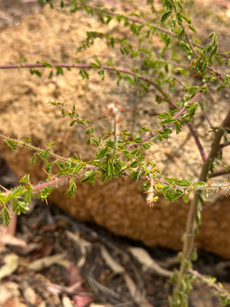Acacia pulchella var. reflexa