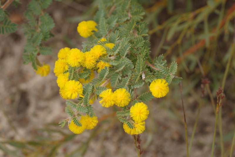 Acacia pulchella var. reflexa photo 2