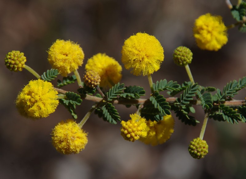 Acacia pulchella var. reflexa photo 3
