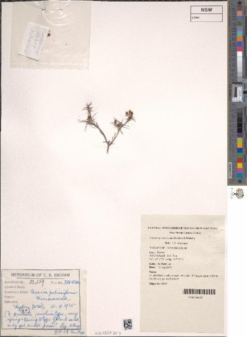 Acacia pulviniformis photo 3